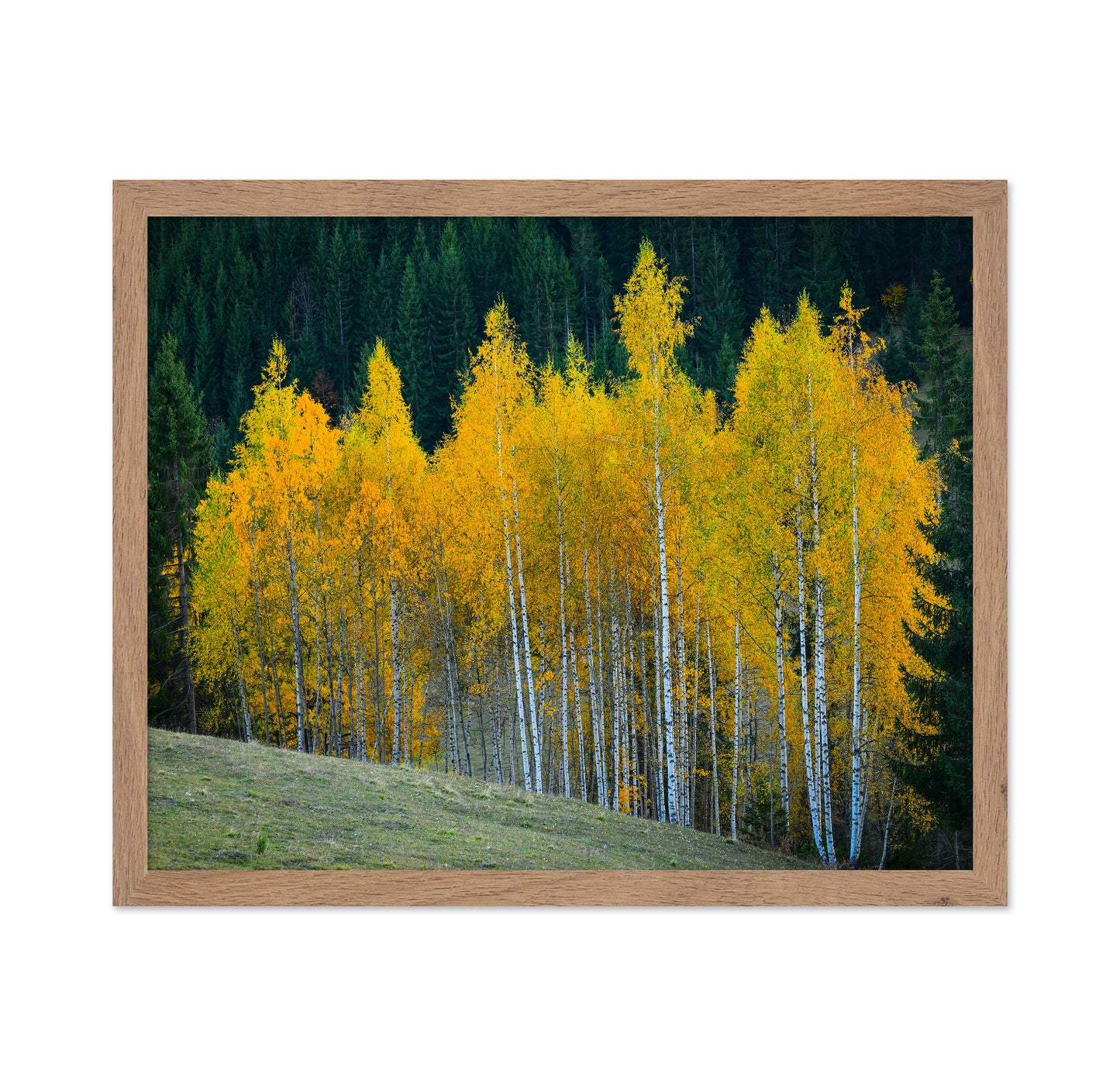 Autumn Birch Trees