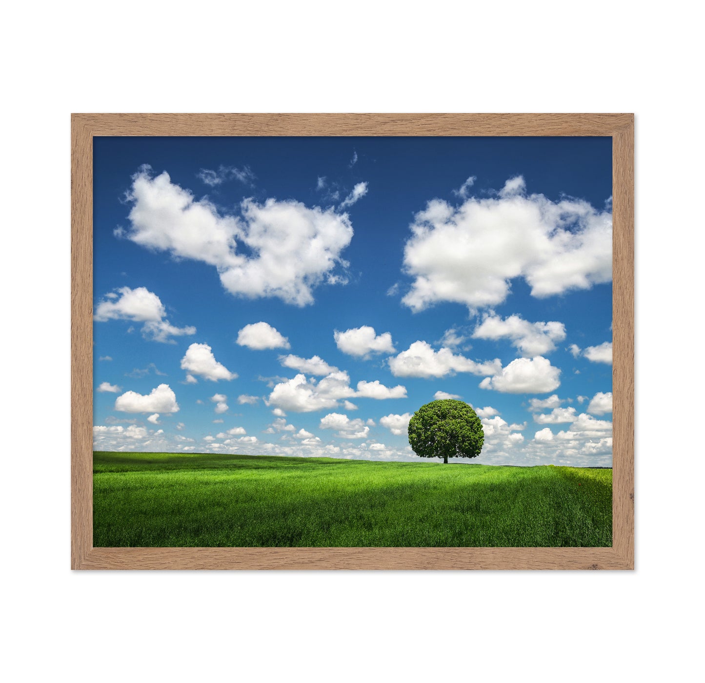 Lonely Tree