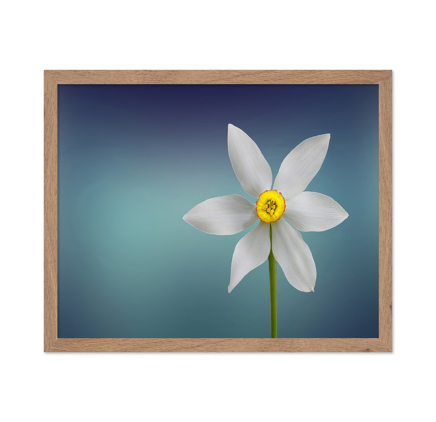 Flower Of Paradise