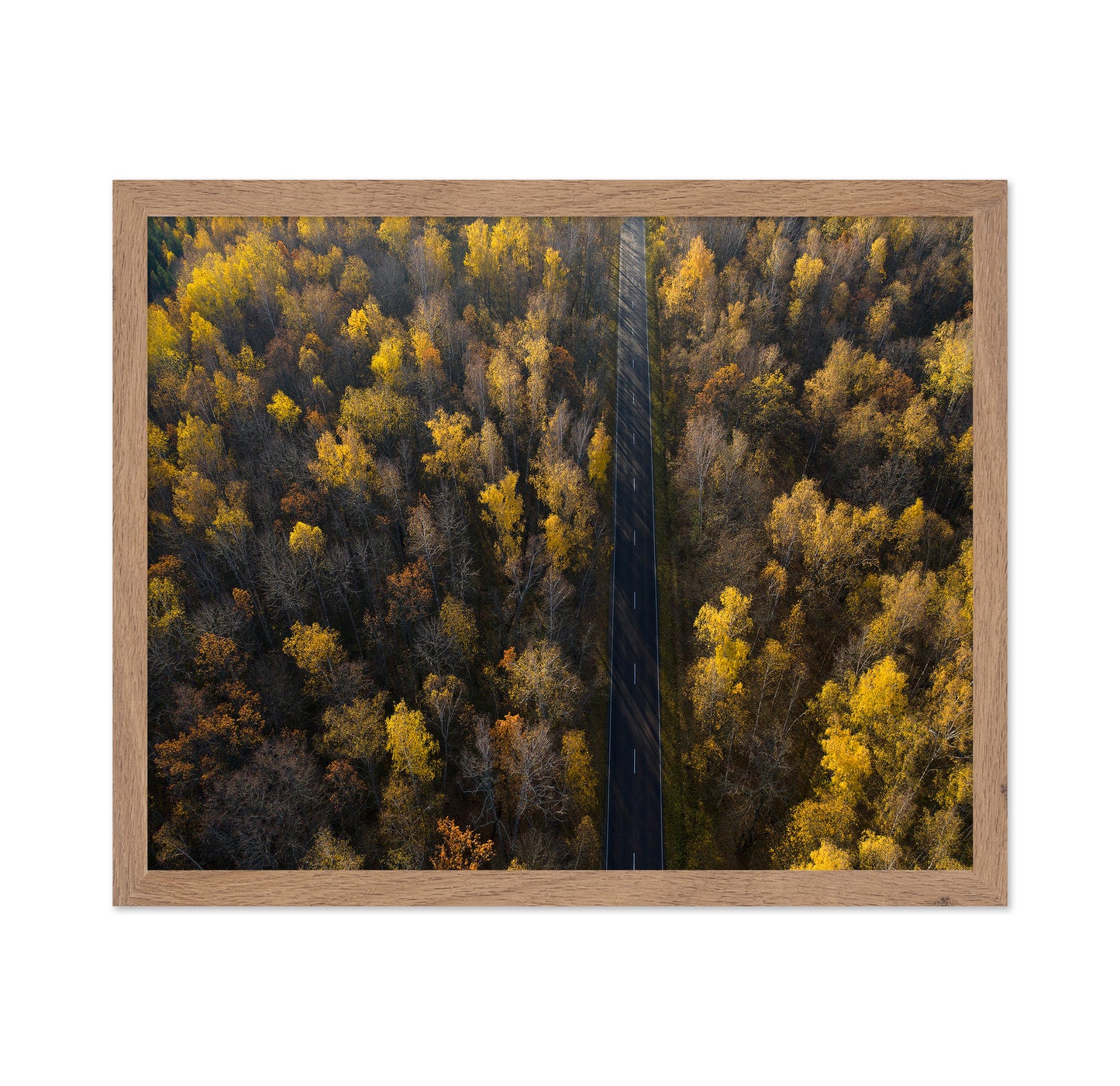 Autumn Forest Road