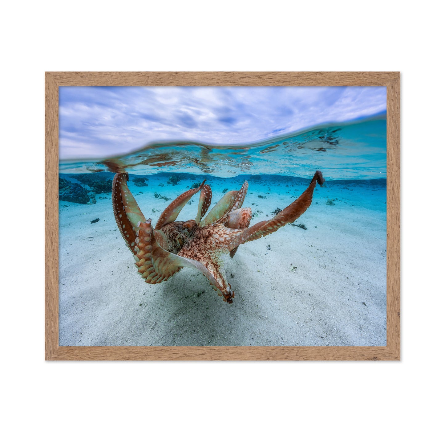 Underwater Octopus