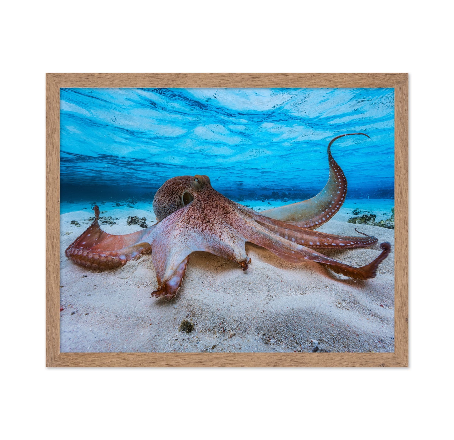 Ocean Octopus