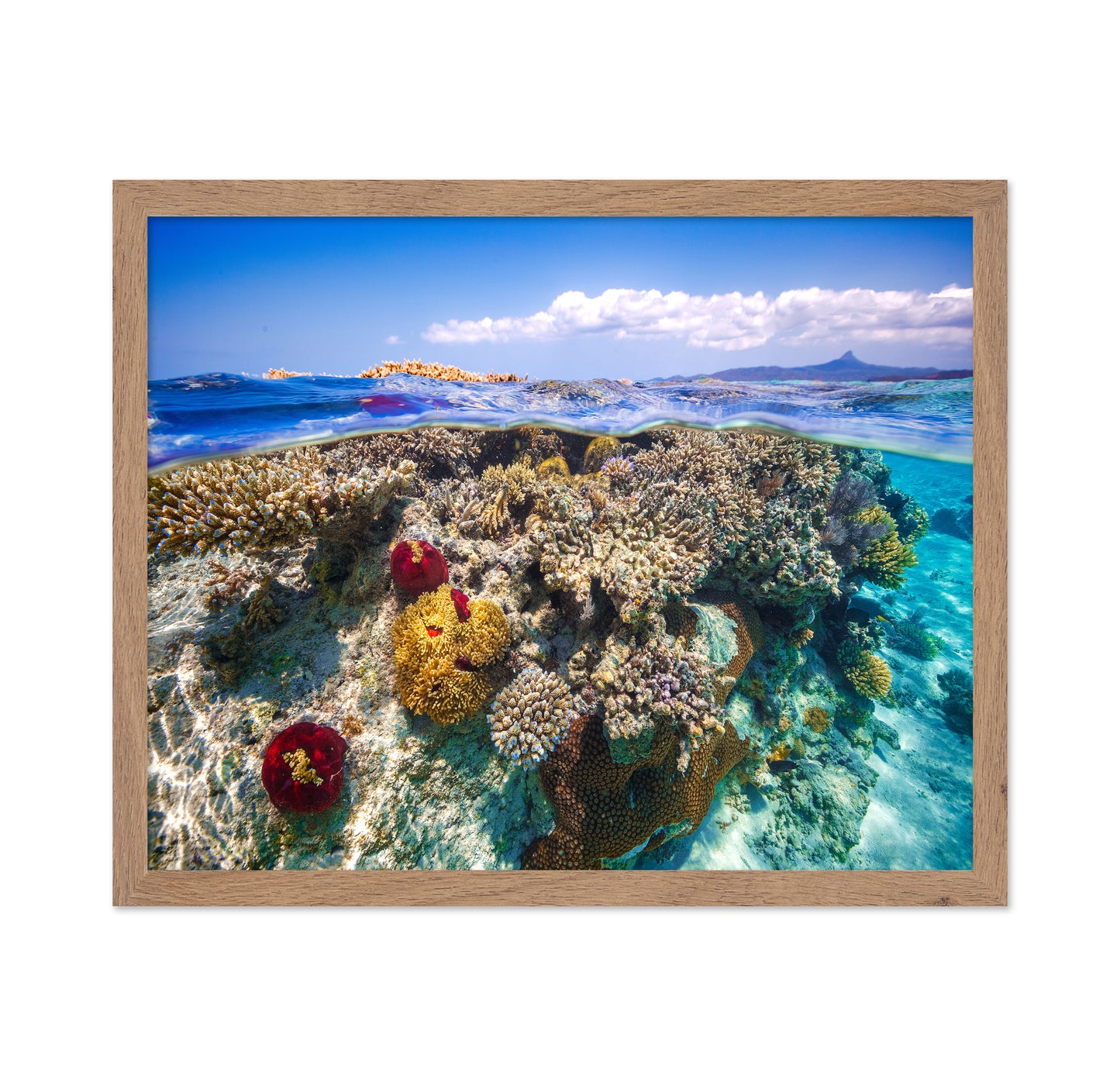 Mayotte : The Reef