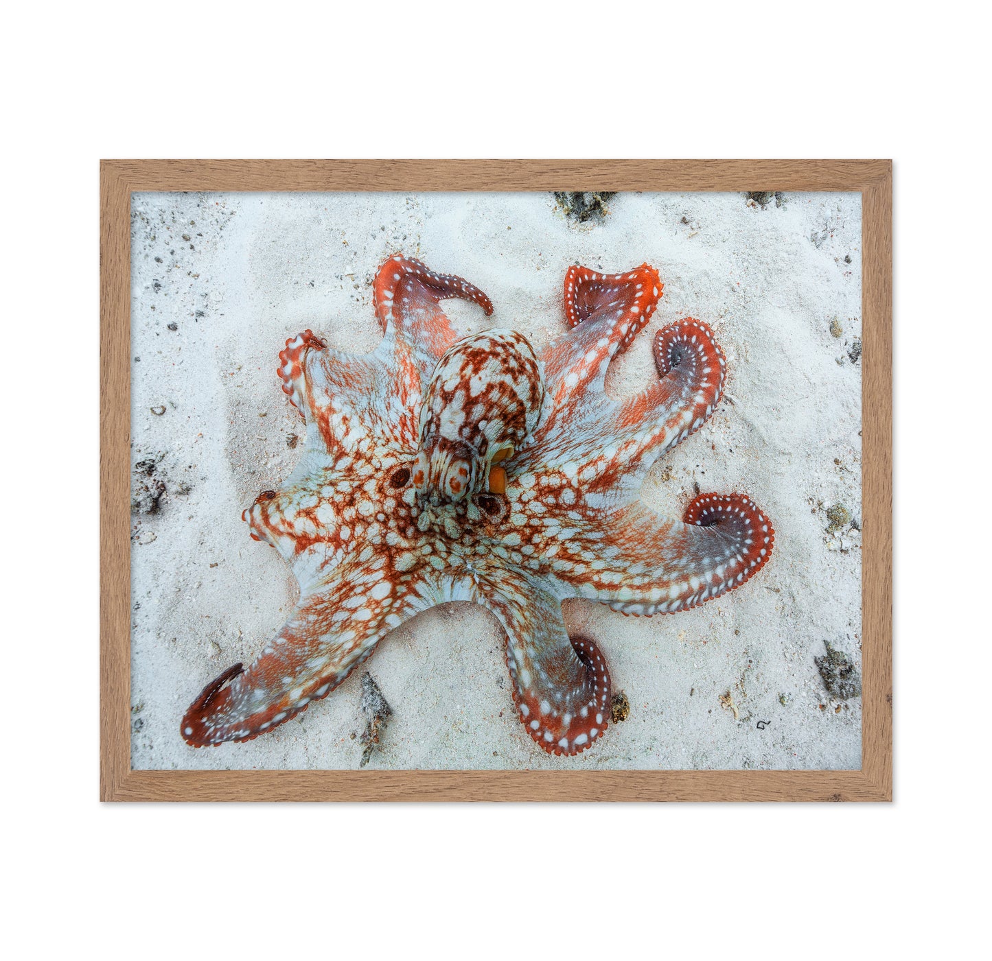 Octopus Underwater