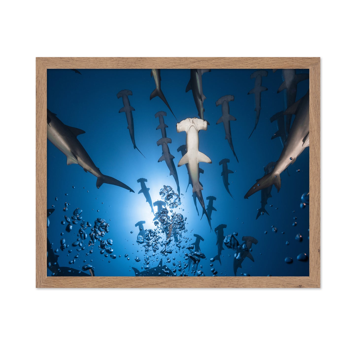 Hammerhead Shark No 2