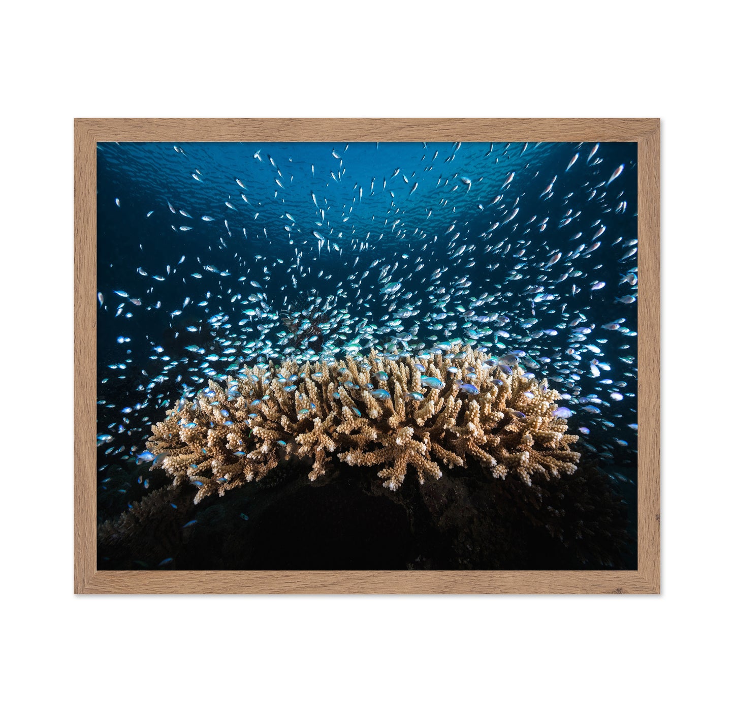 Underwater Life