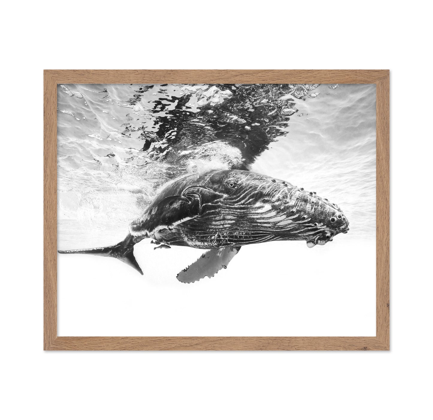 Humpback Whale Calf