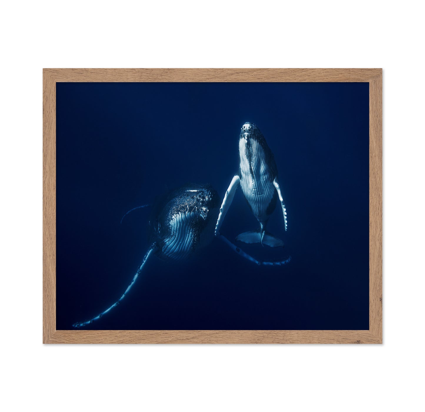 Humpback Whale Mother And Calf