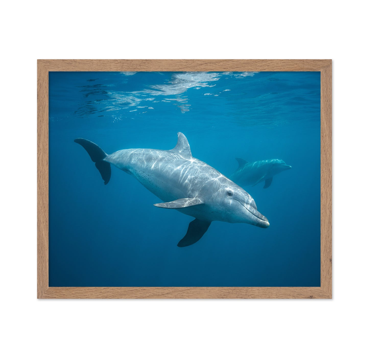 Curious Dolphin