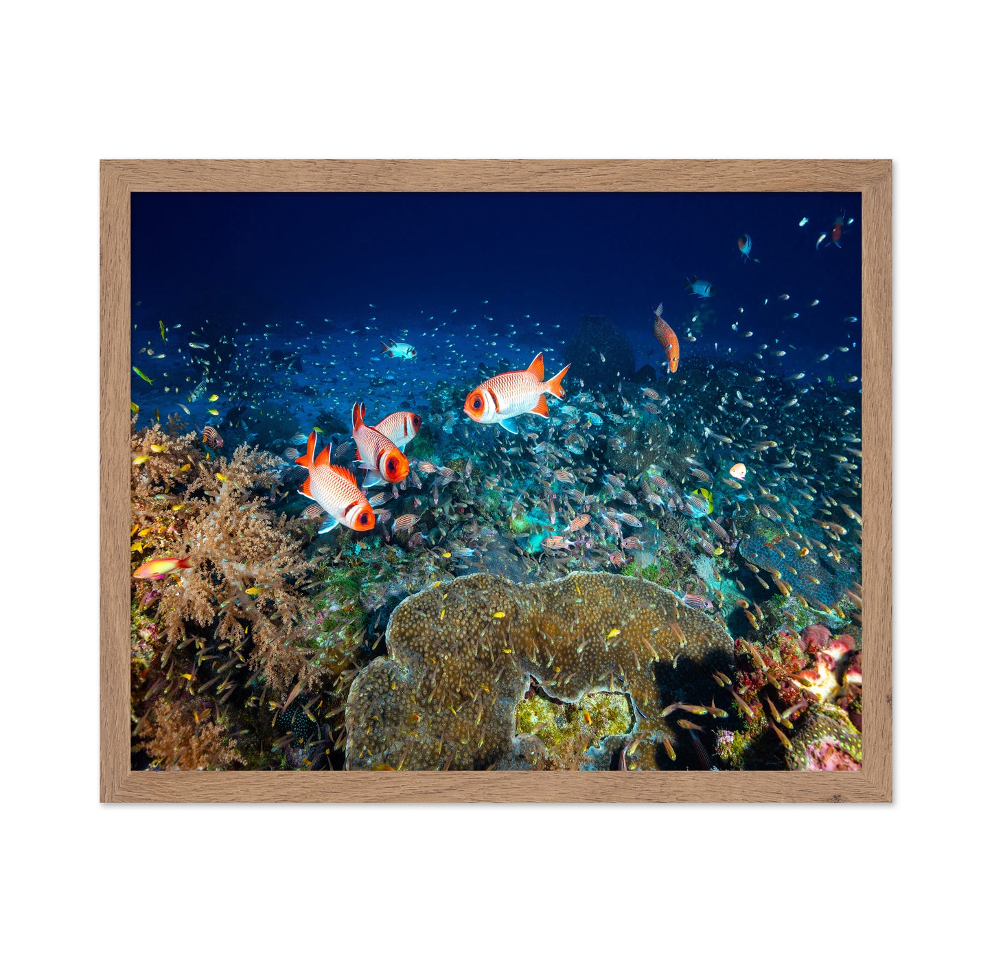 Reef Life No 2