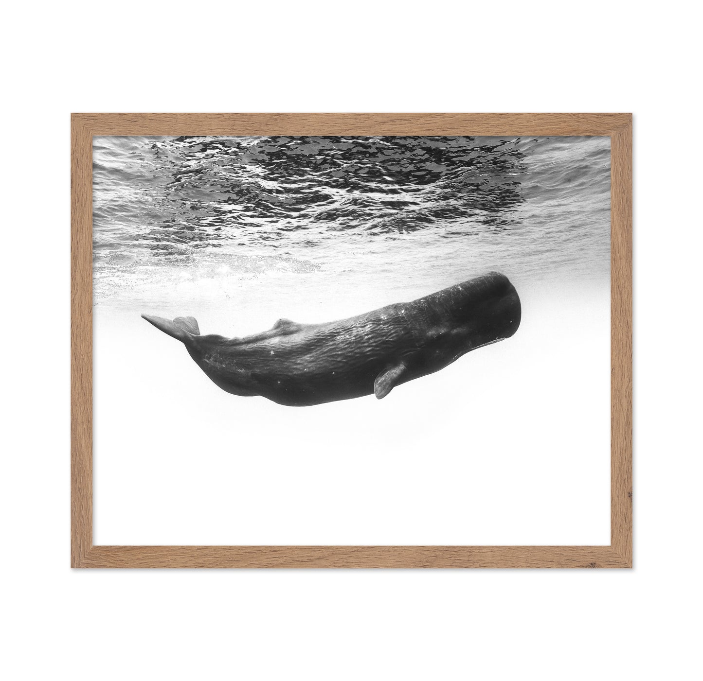 Sperm Whale Underwater