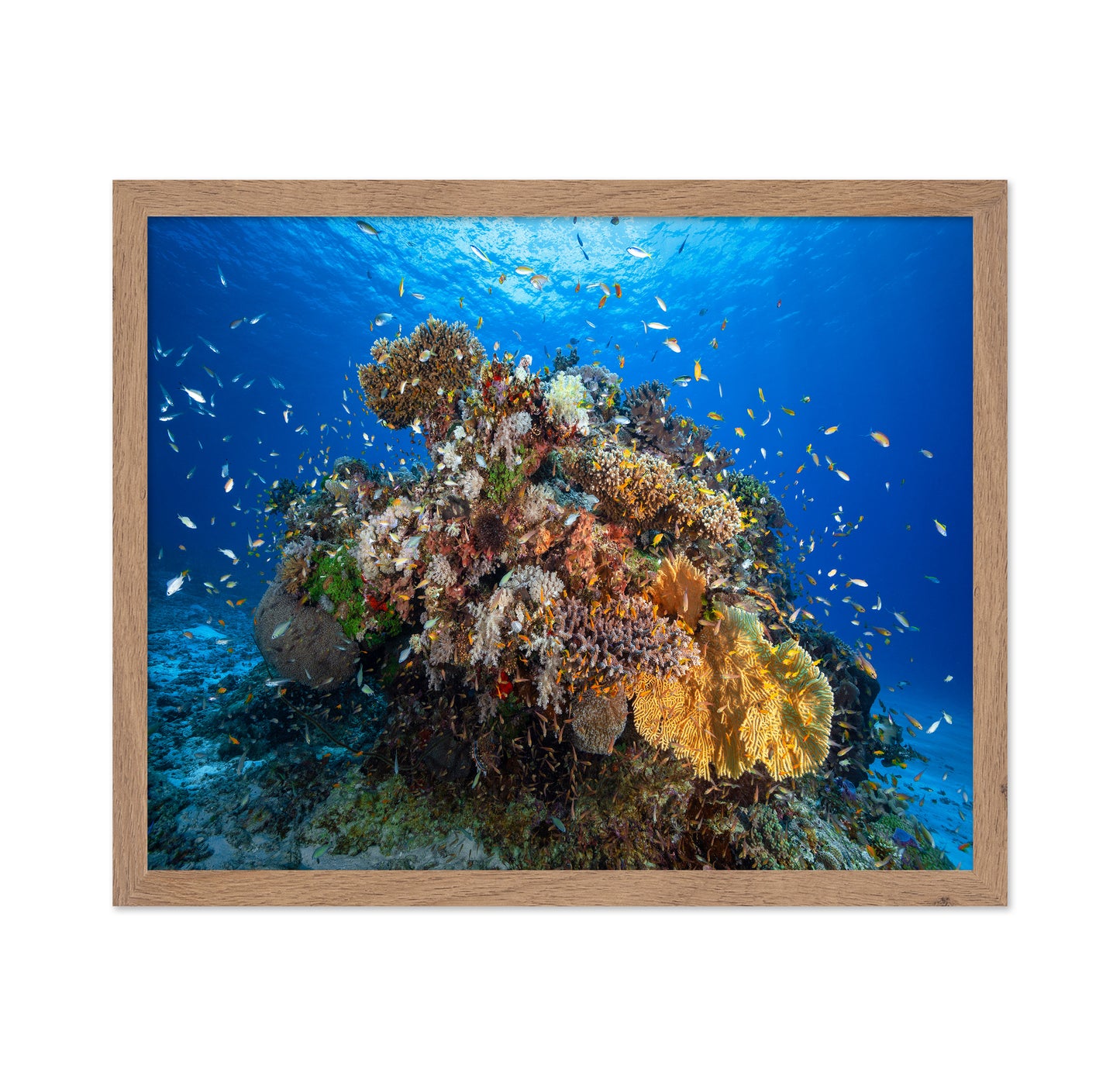 Underwater Biodiversity