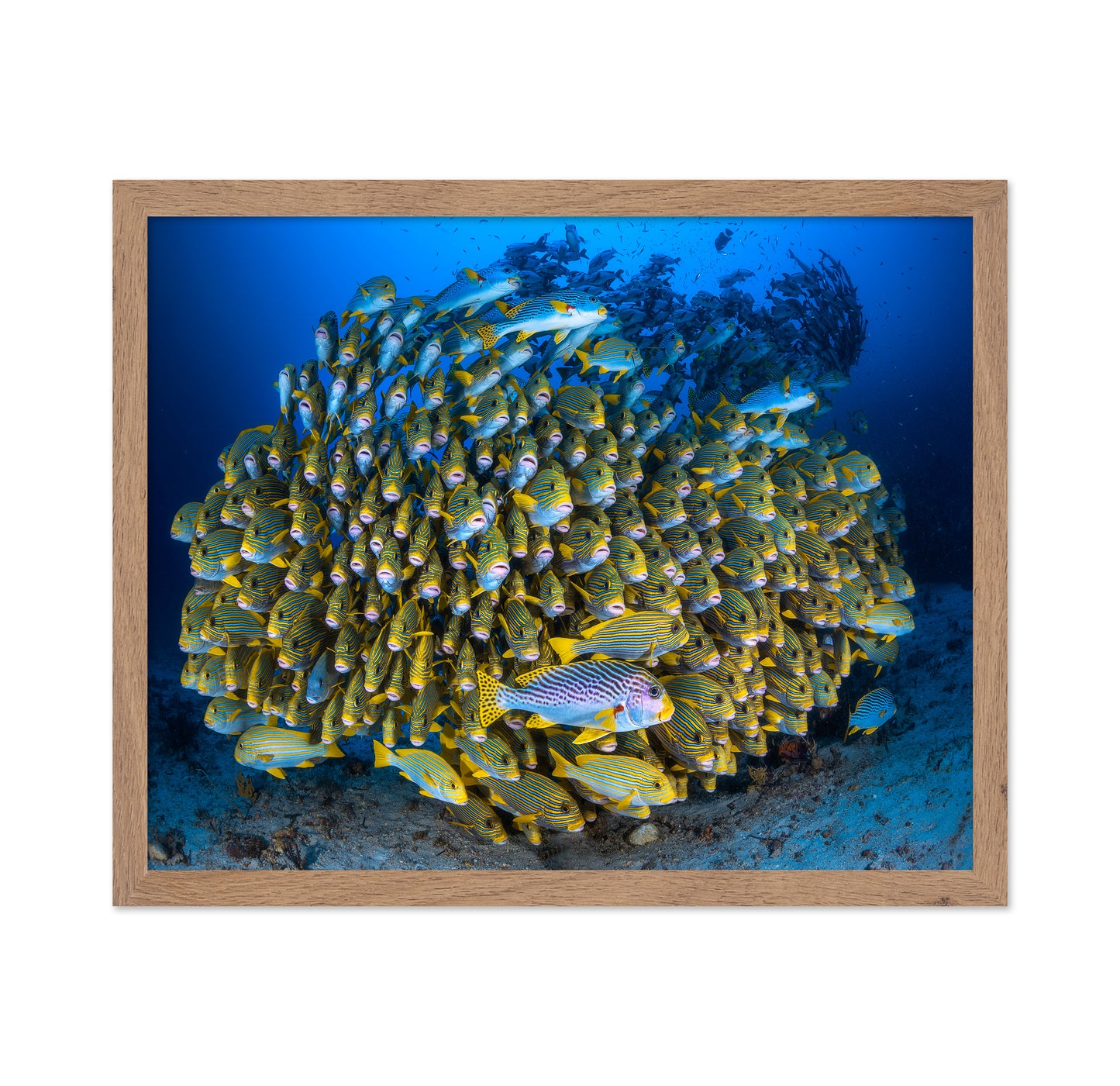 Cape Kri'S School Of Sweetlips