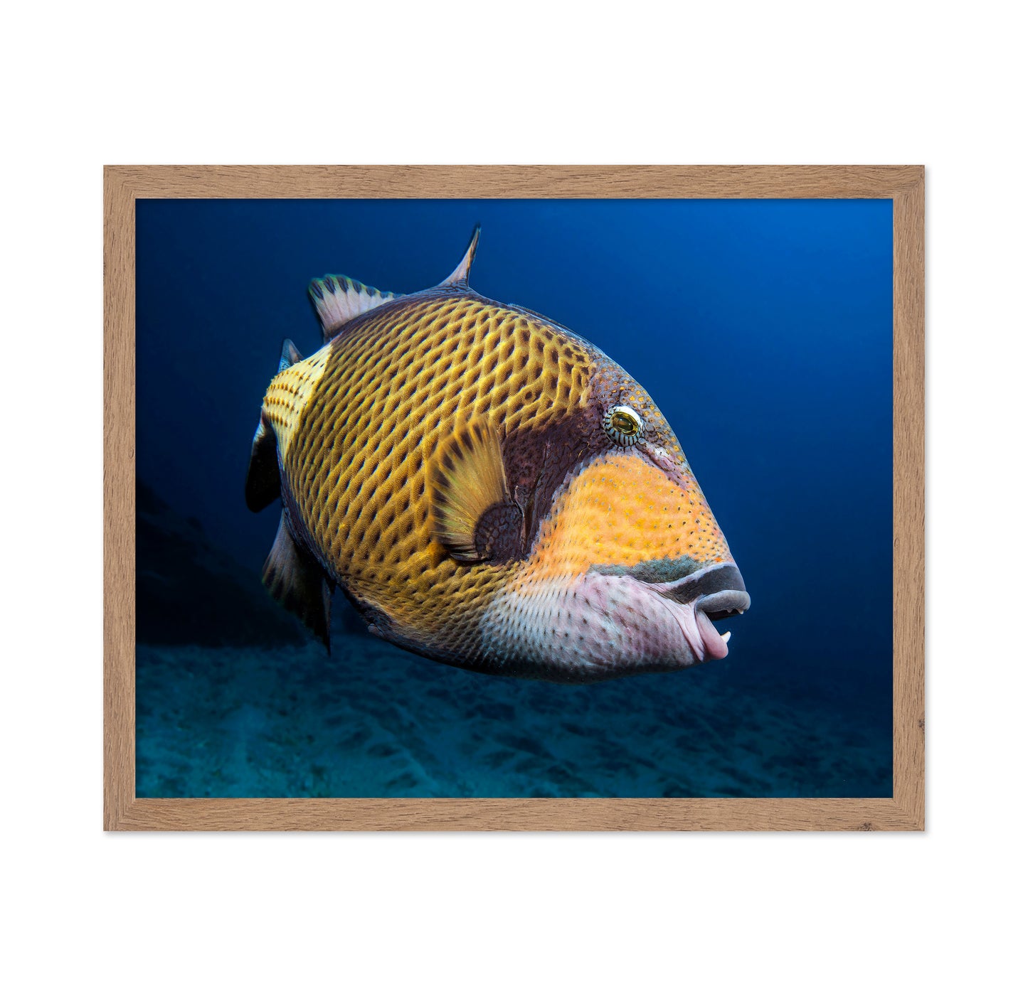 Triggerfish