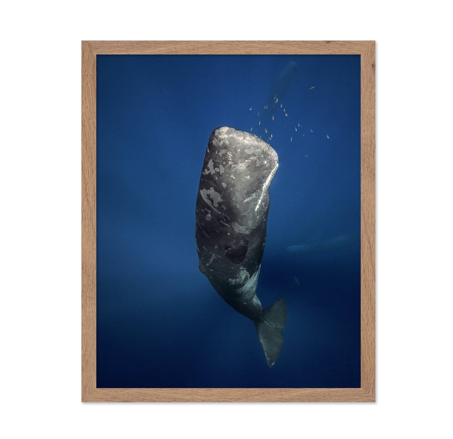 Candle Sperm Whale