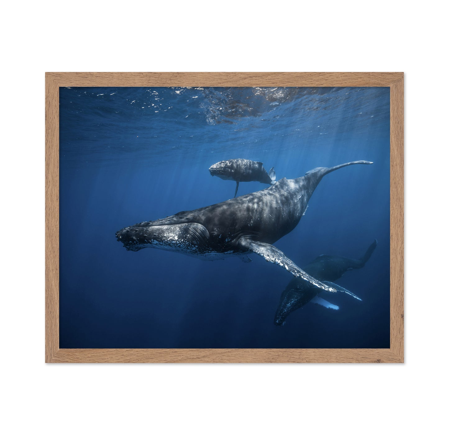 Humpback Whale Family's