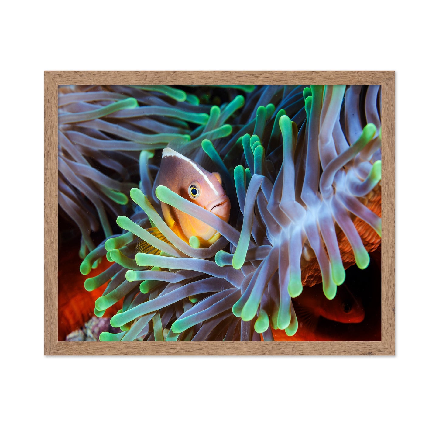 Clownfish