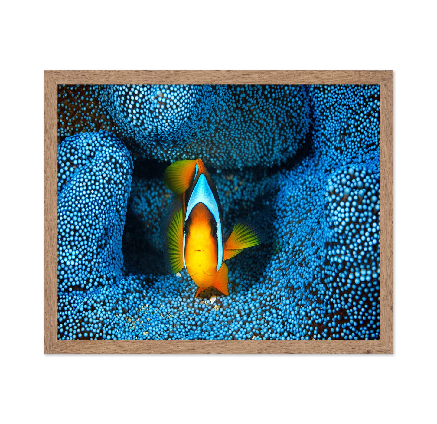 Clownfish In Blue Anacmon