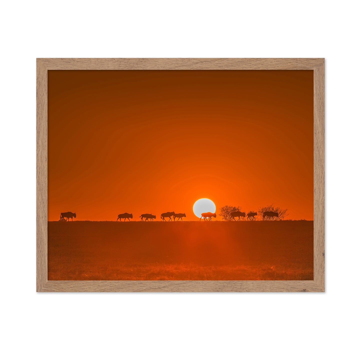 Wildebeests Walking In Golden Light