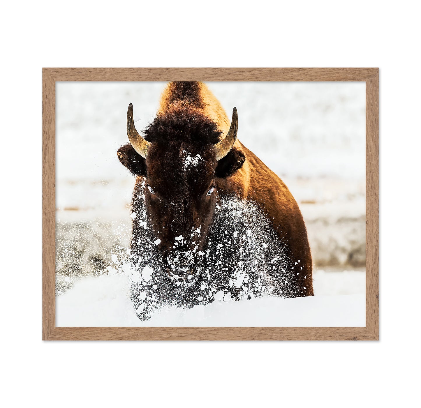 Bison In Action