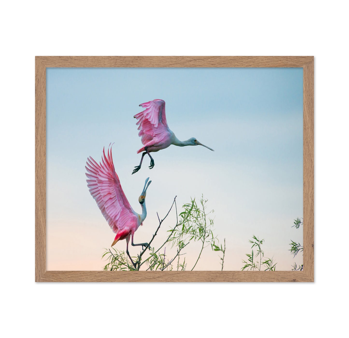 Rosy Pair