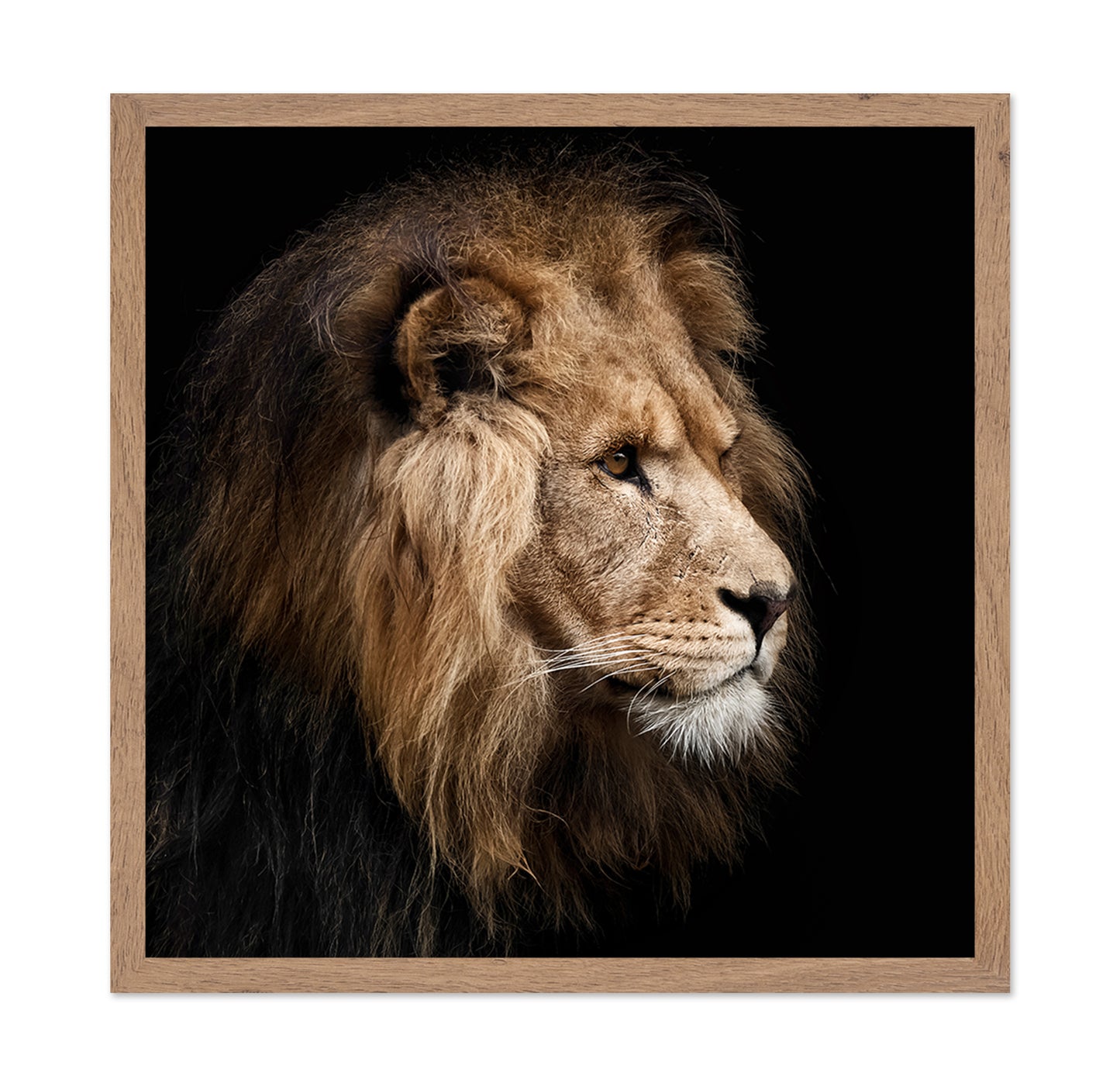 Lion Portrait