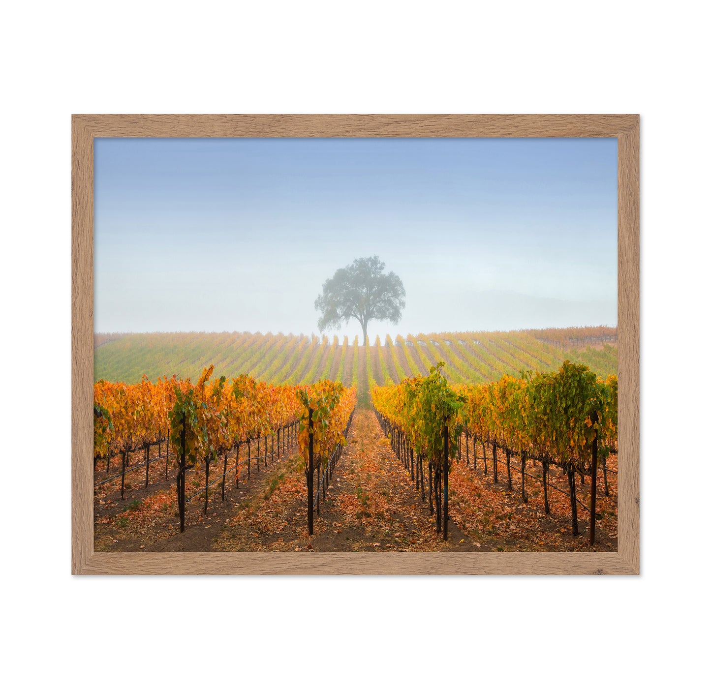A Tree In A Vineyard