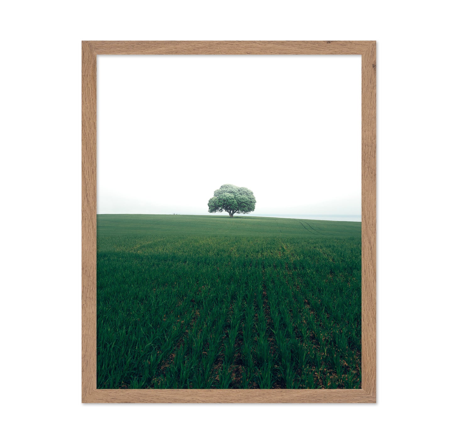 The Lonely Oak Tree