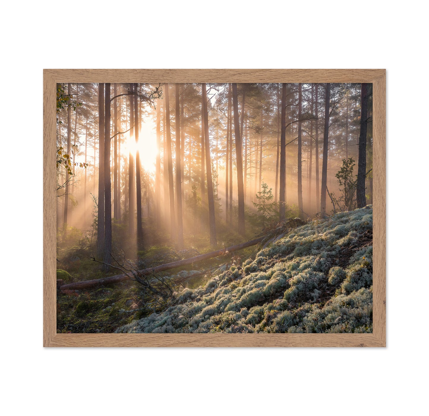 Fog In The Forest With White Moss