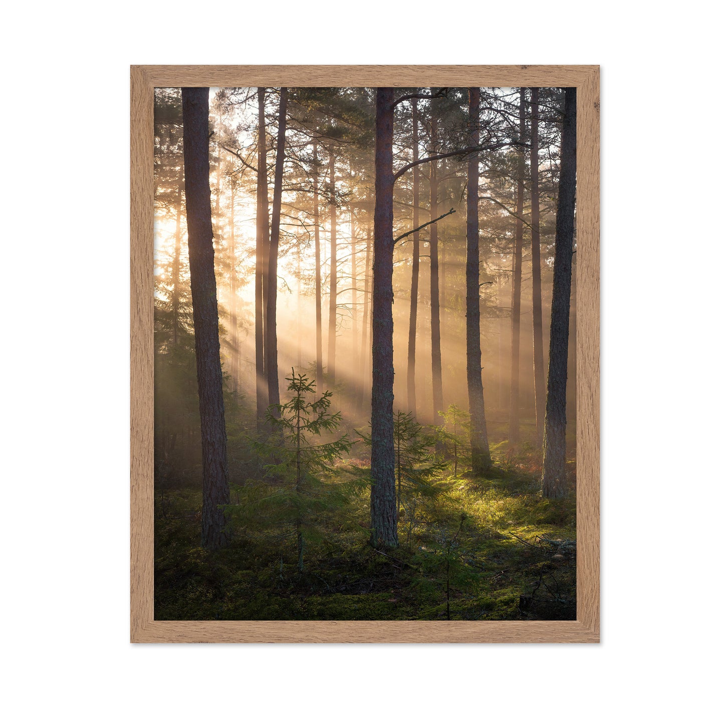 Foggy Forest No 2
