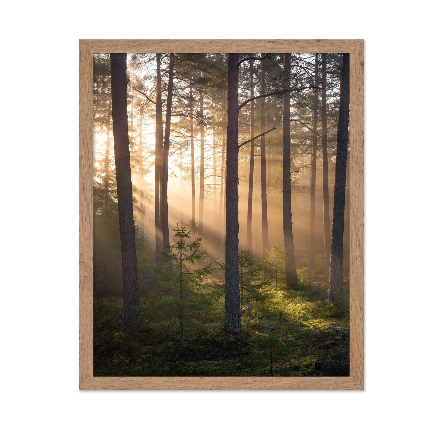 Foggy Forest No 2