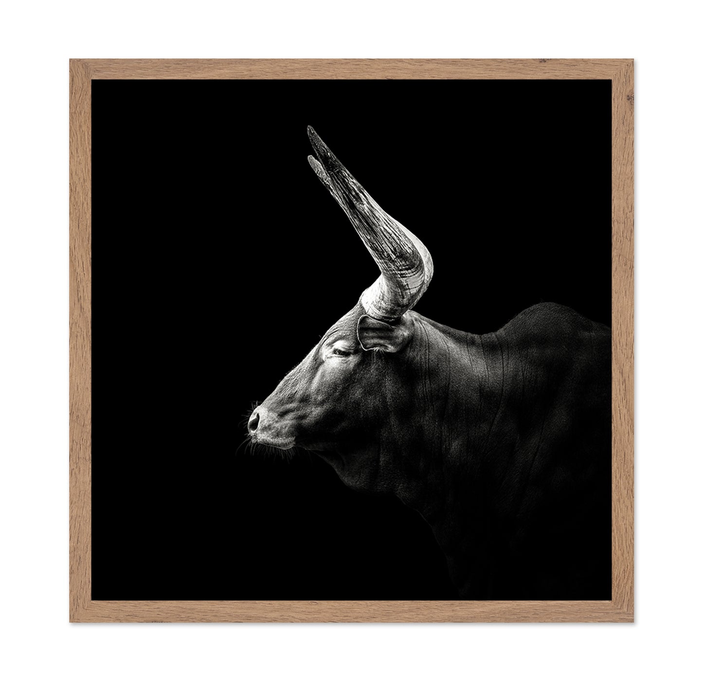 Watusi