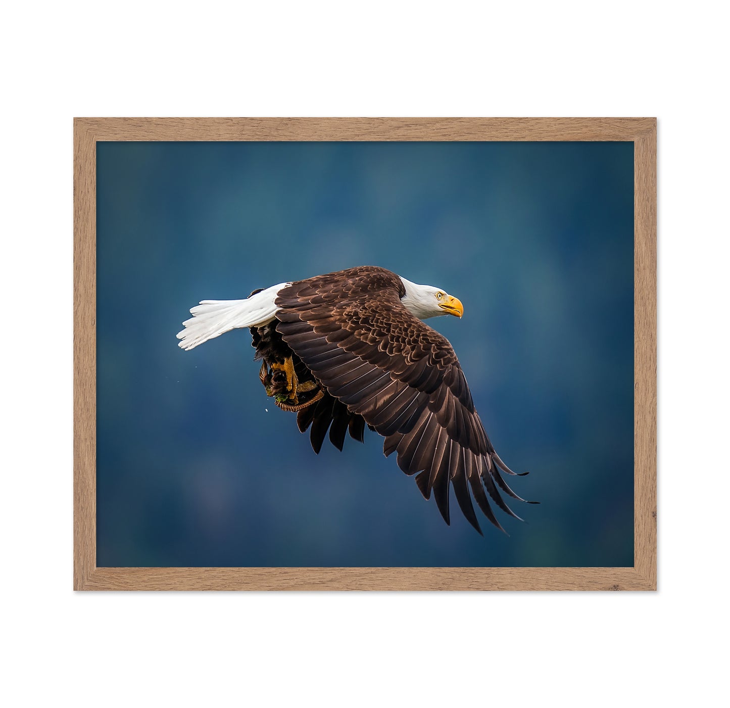 Bald Eagle With Fish