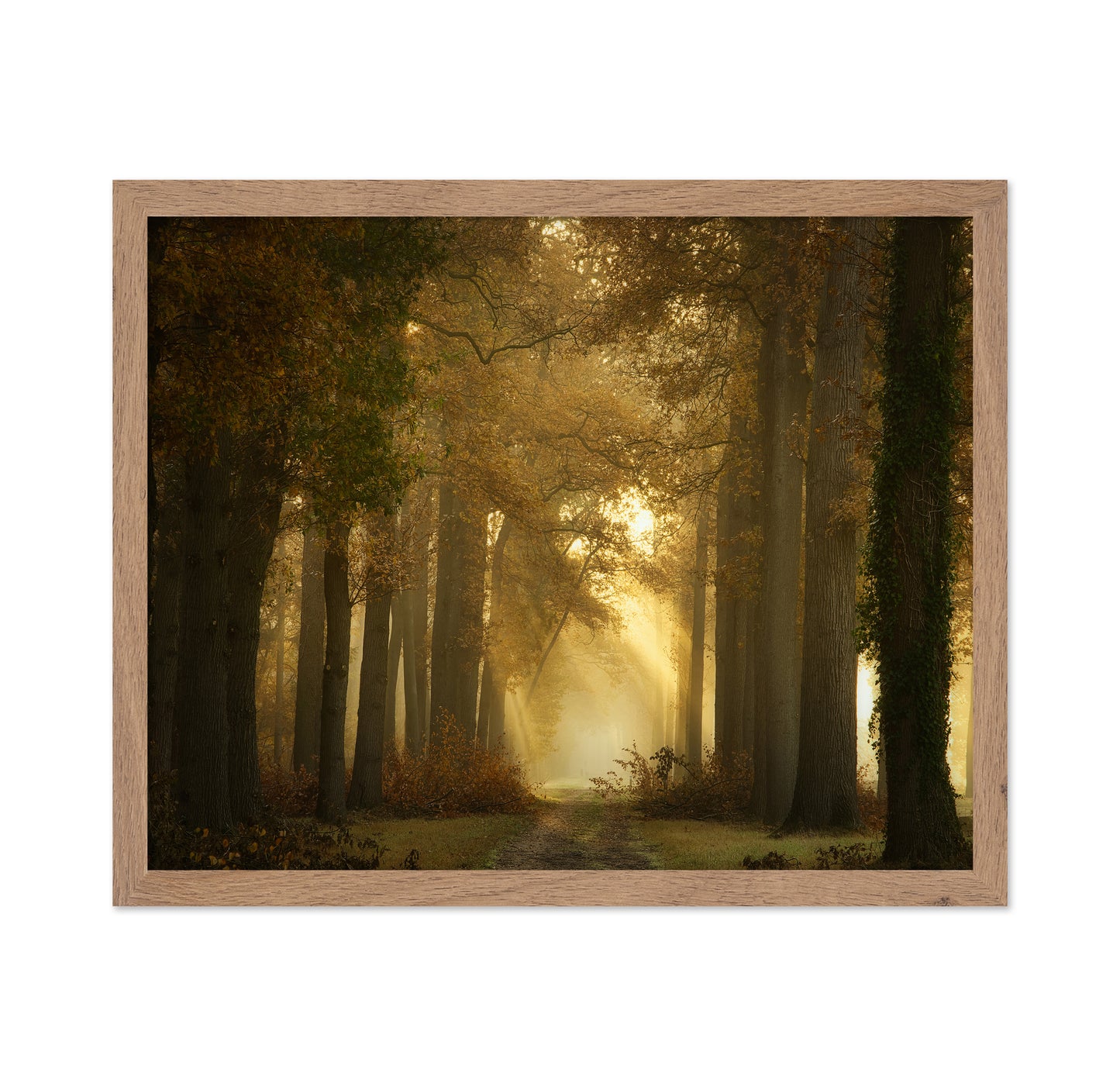 Forever Forest