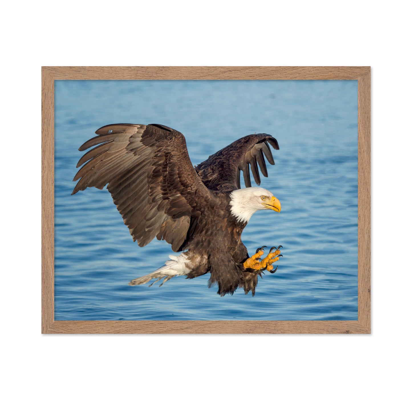 Fishing Eagle
