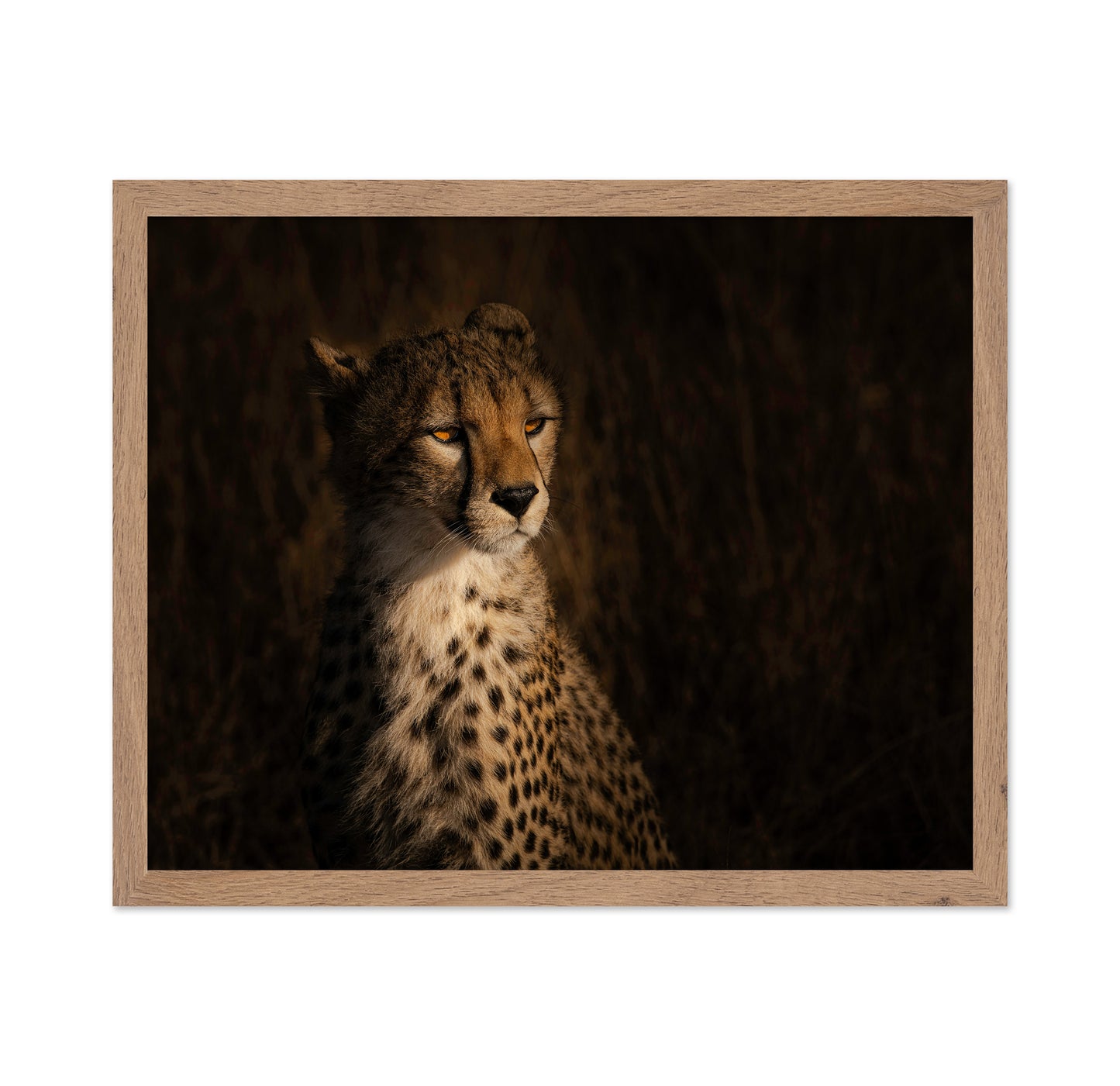 The Portrait Of A Cheetah