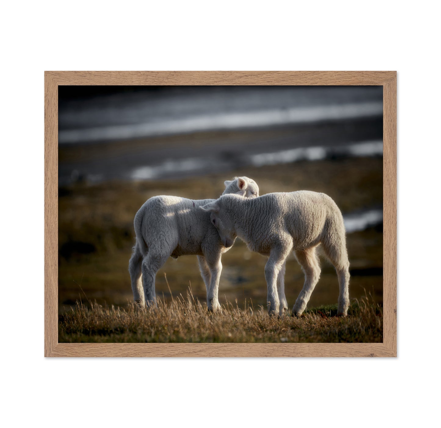 Lamb Friends