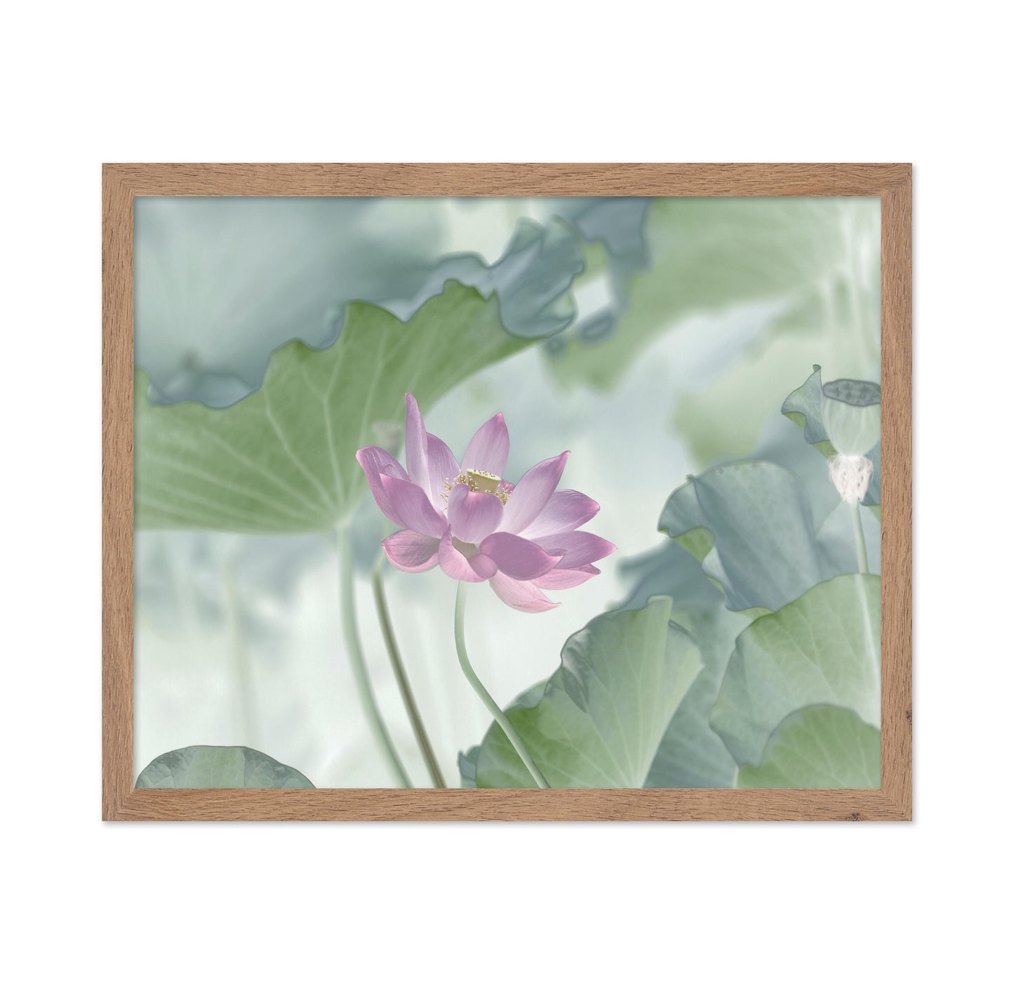 Pink Lotus