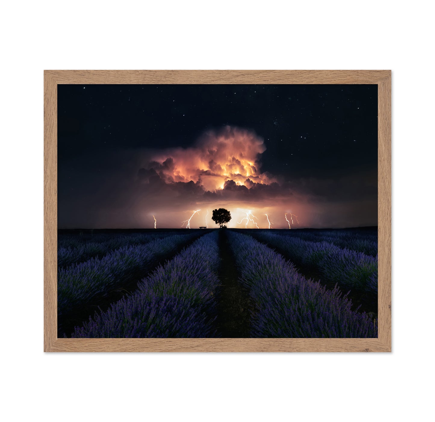 Lavender Storm