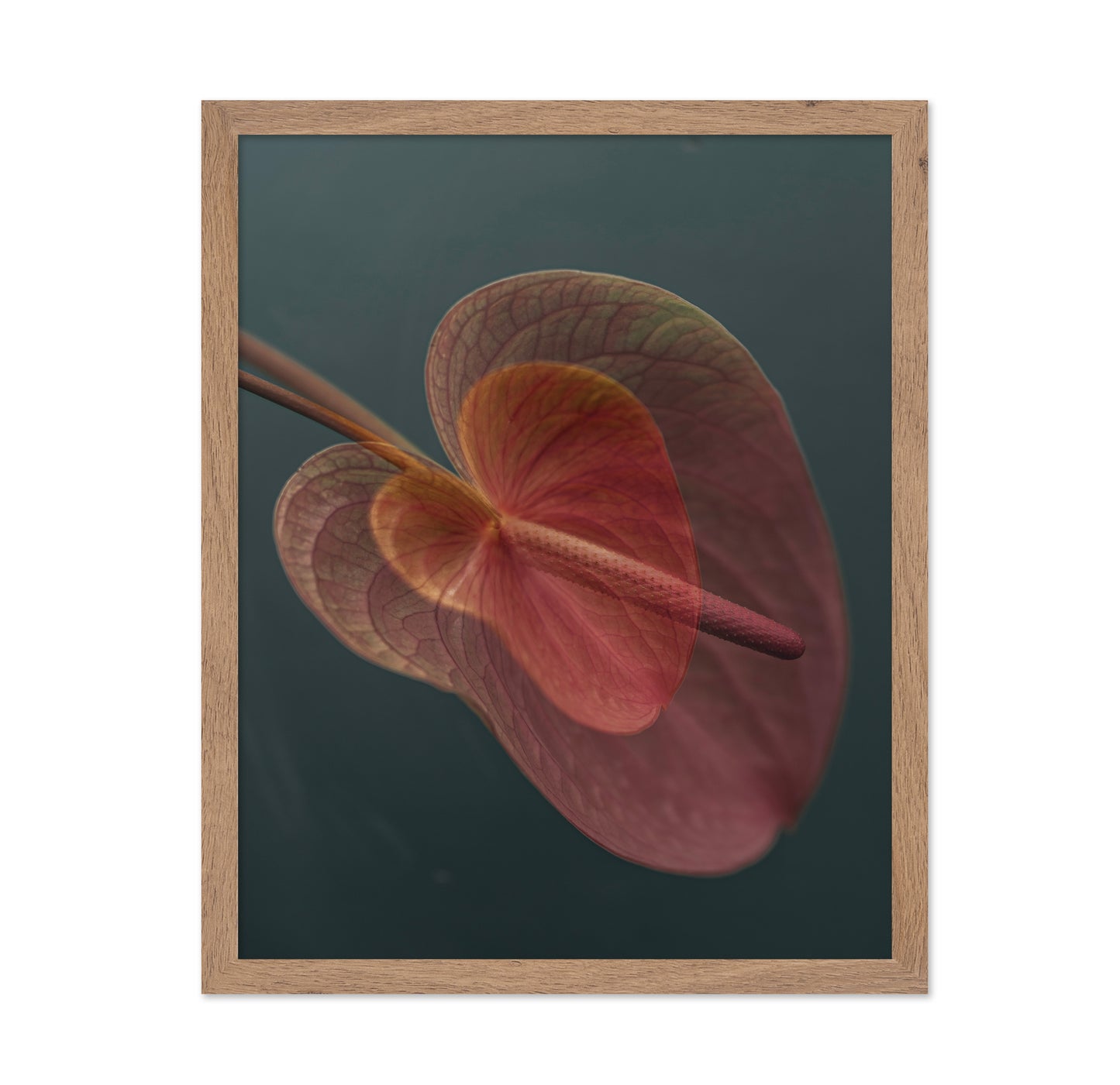 Pink Anthurium Bloom