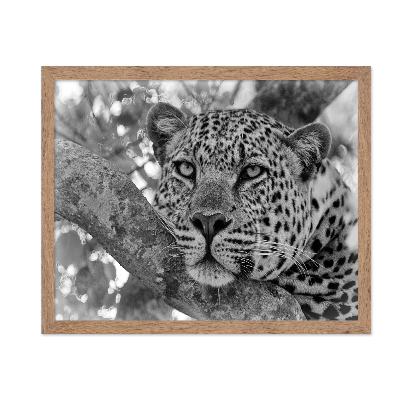 Pensive Leopard