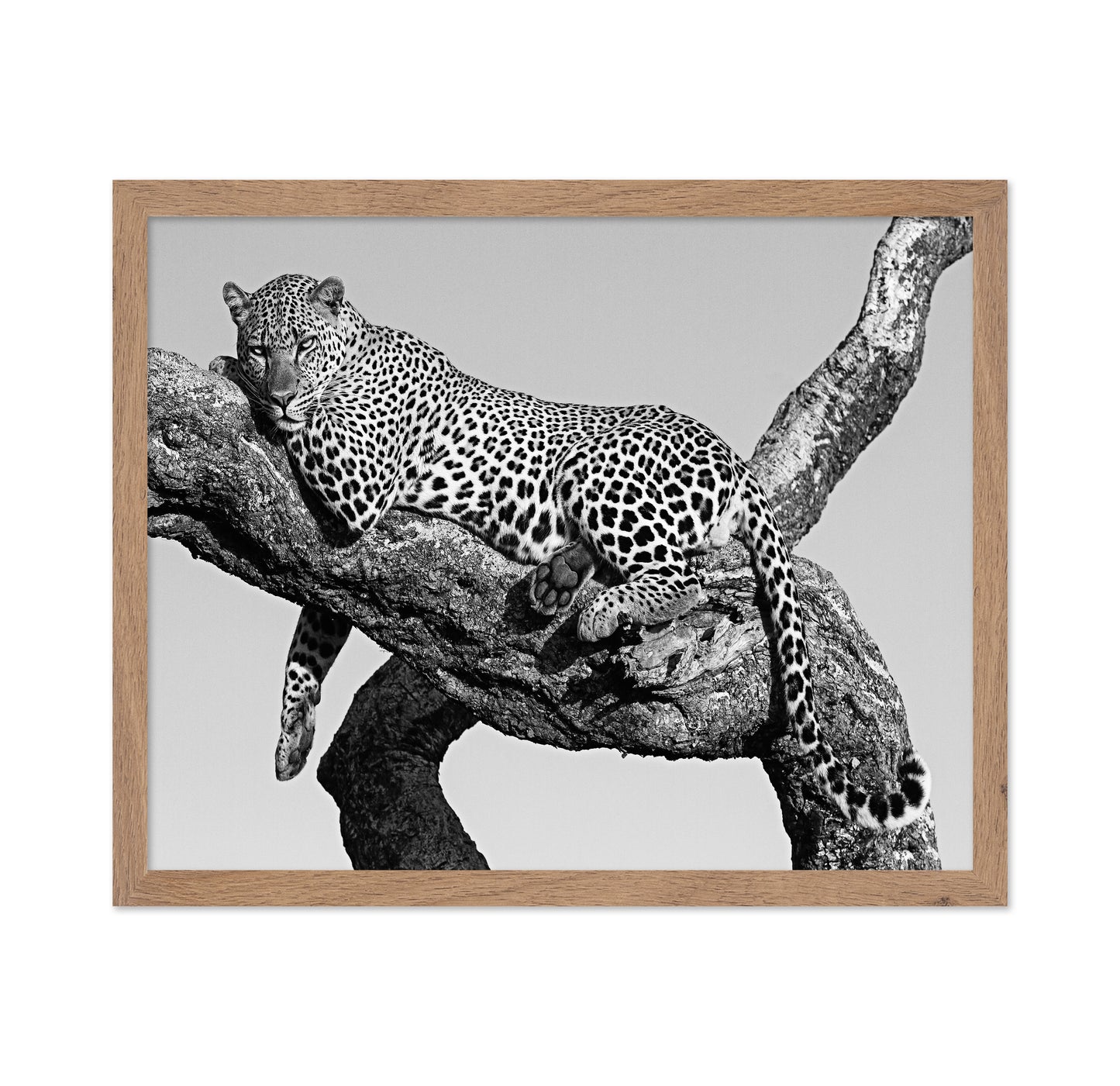 Leopard Hanging Out