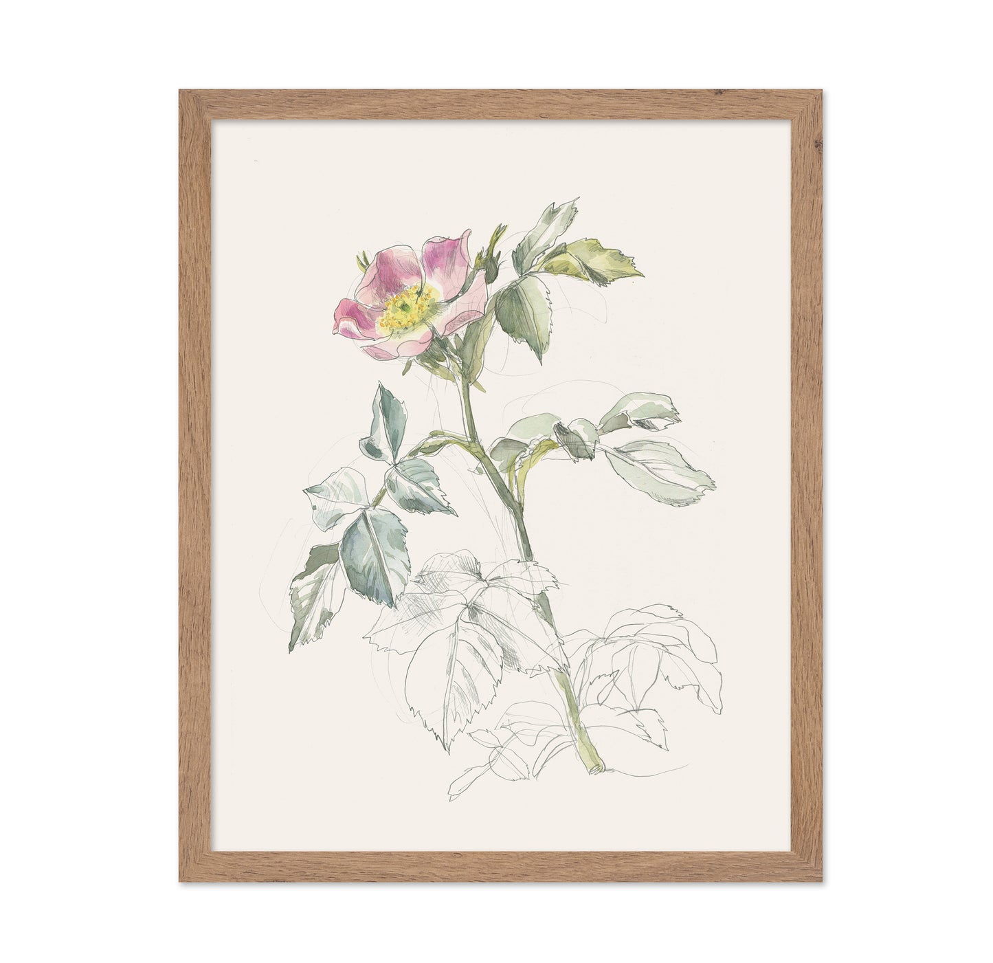 Wildrose Drawing