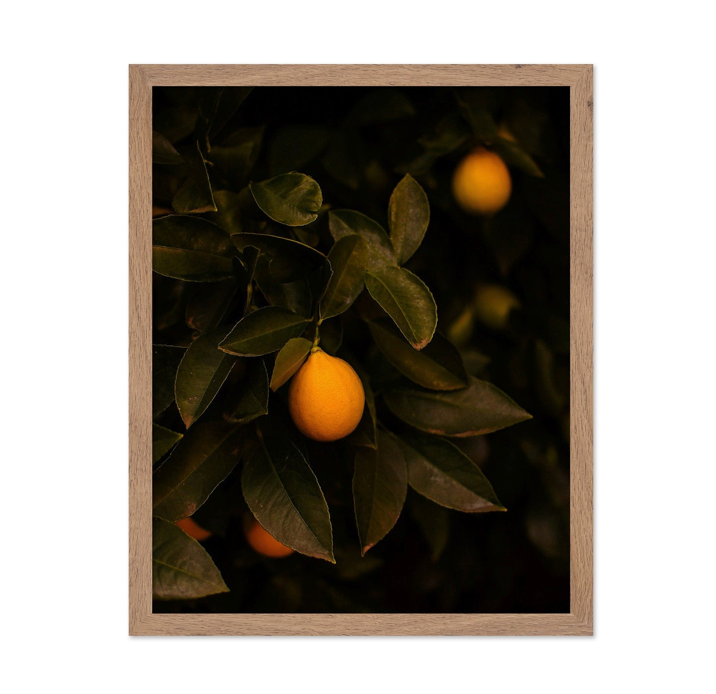 Meyer Lemon Tree
