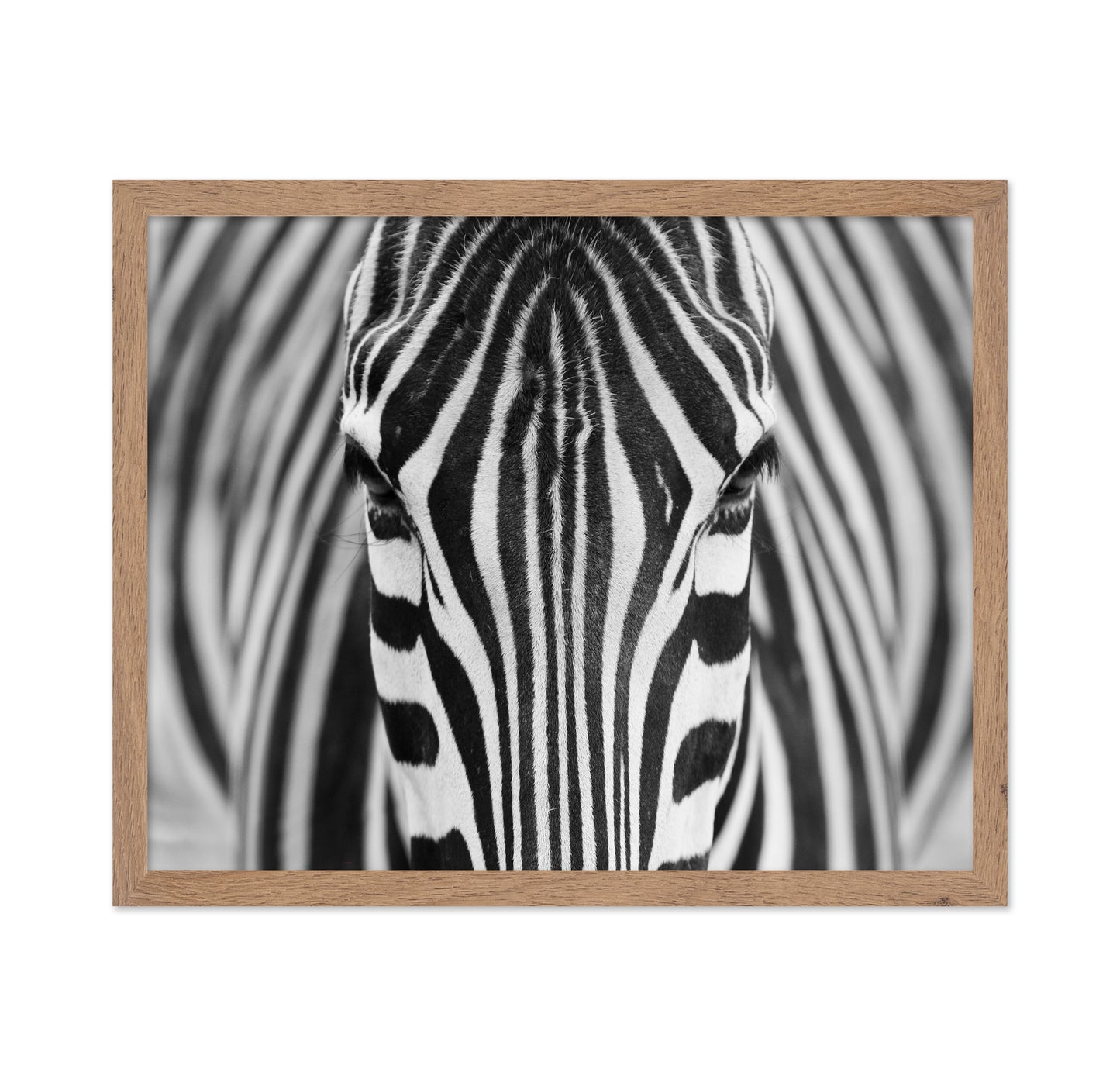 Zebra No 1