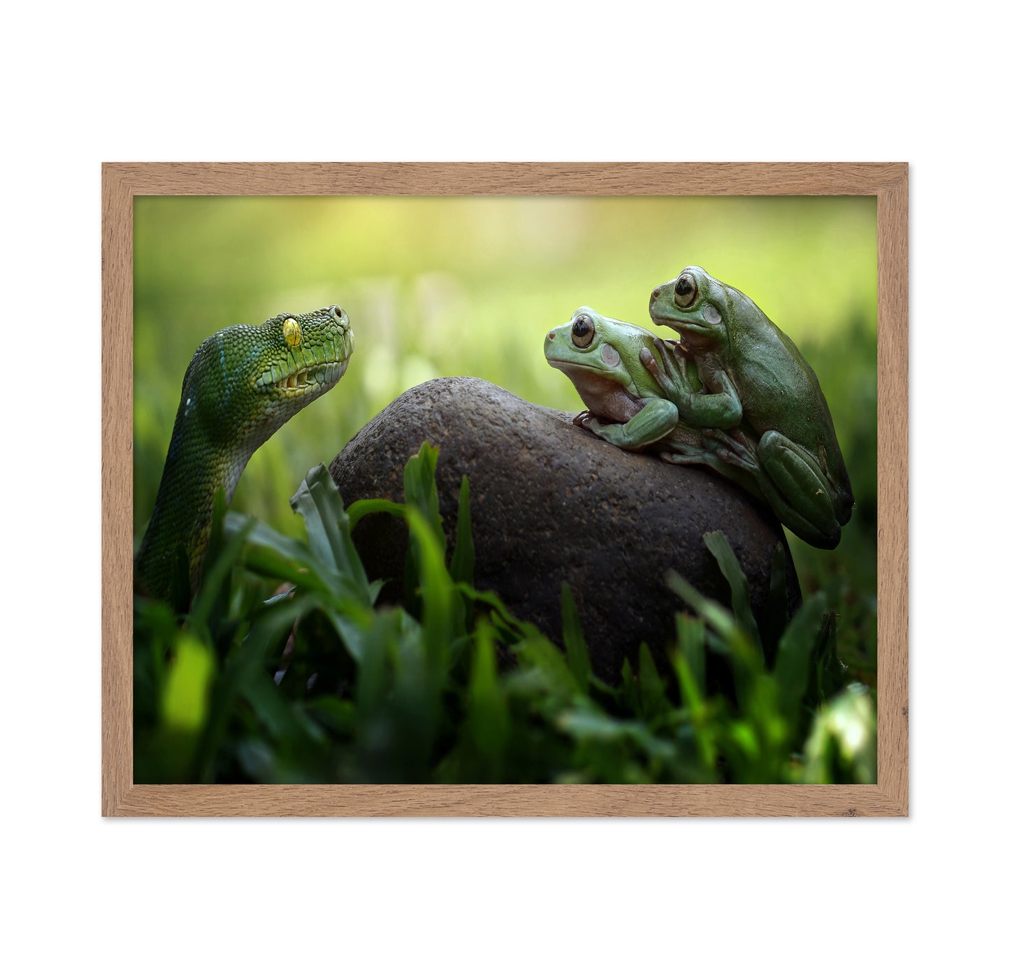 Frogs and Snake in the Grass
