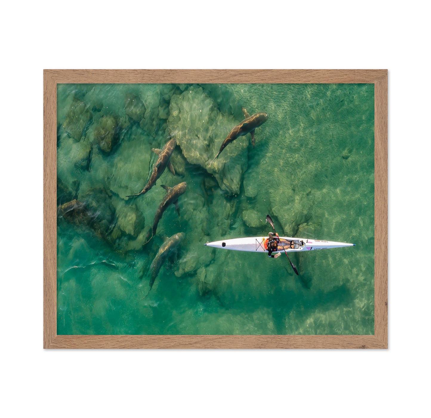 Shark Companion