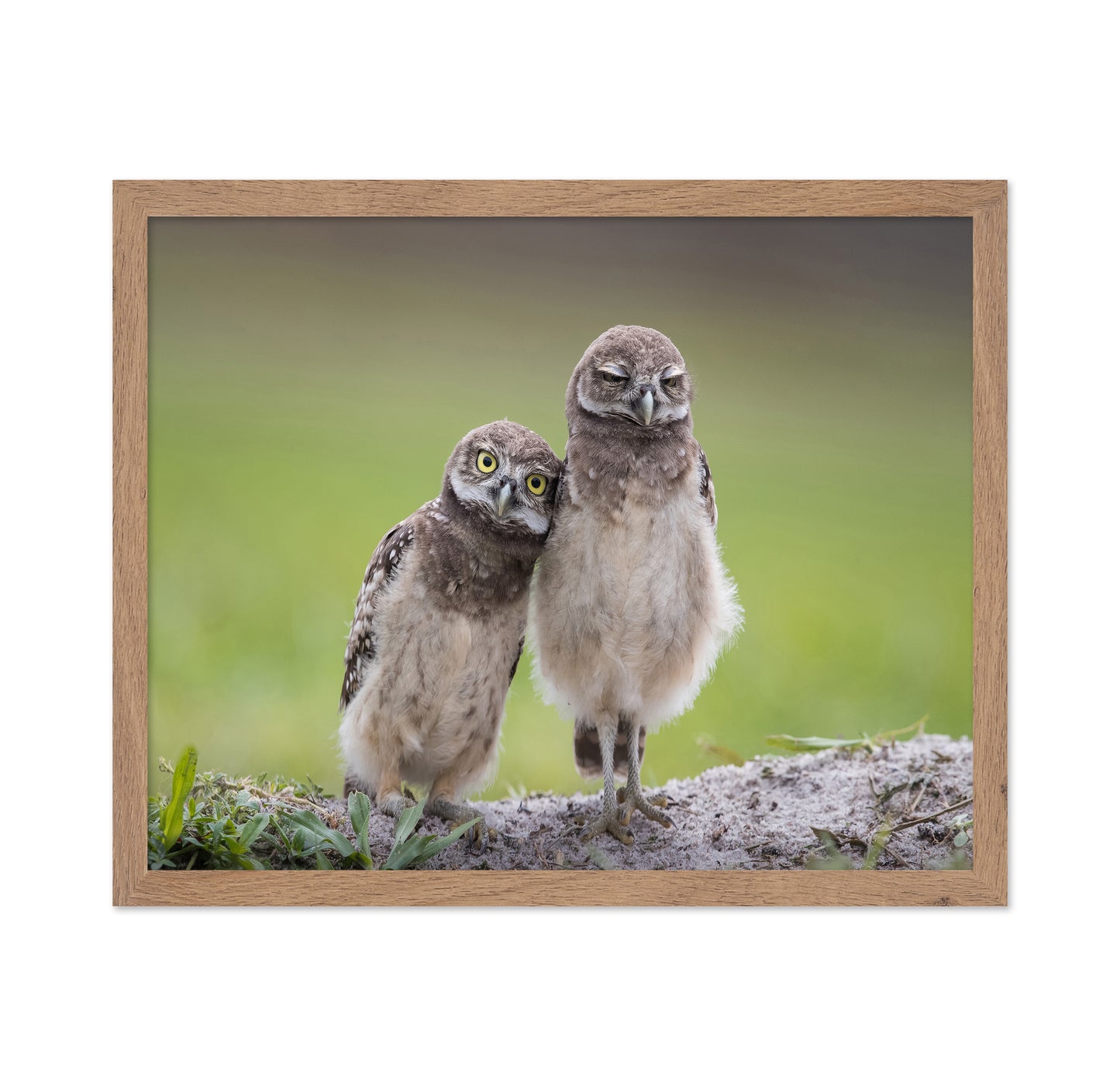 Friends Owls