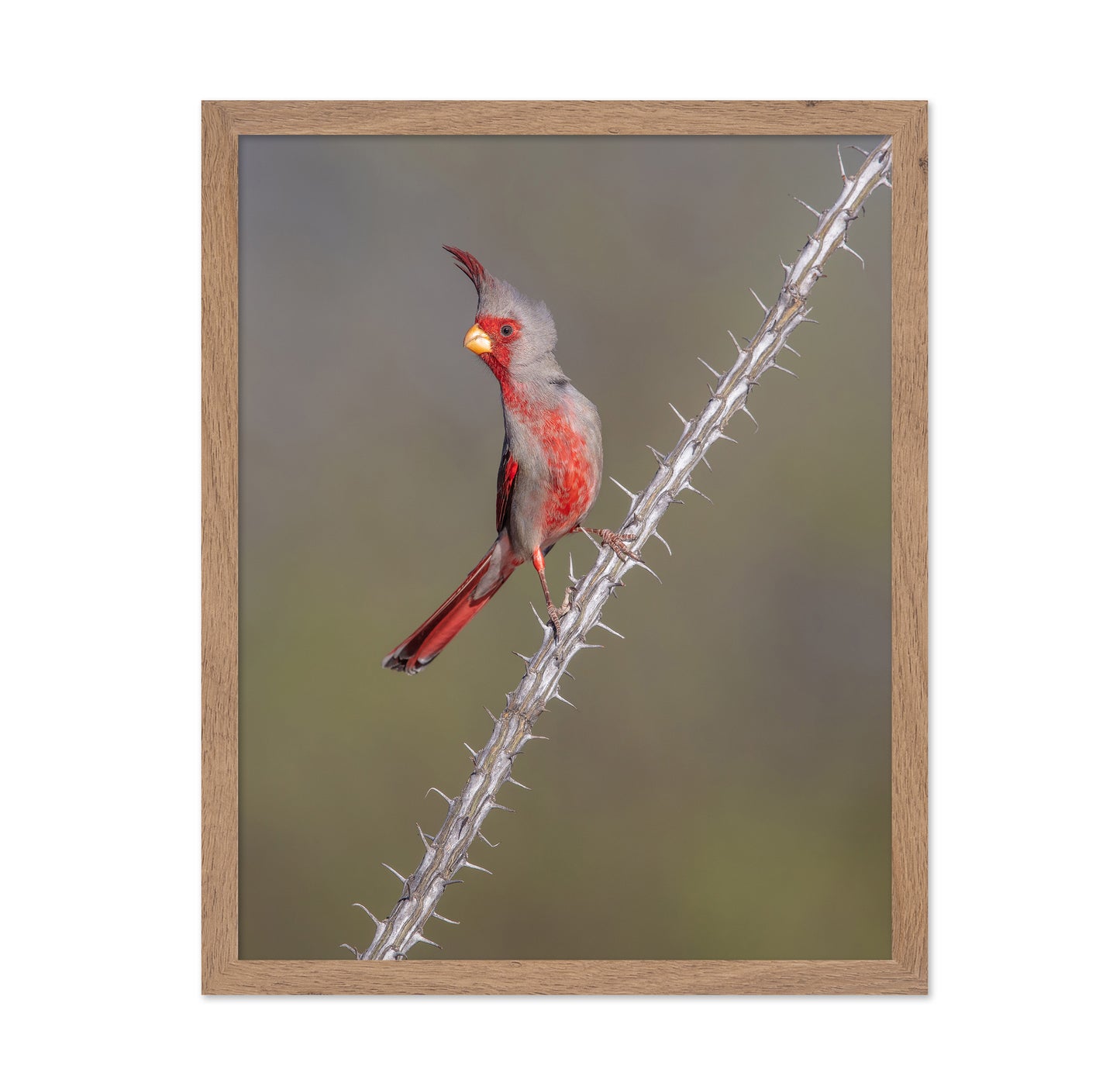 Prickly Bird