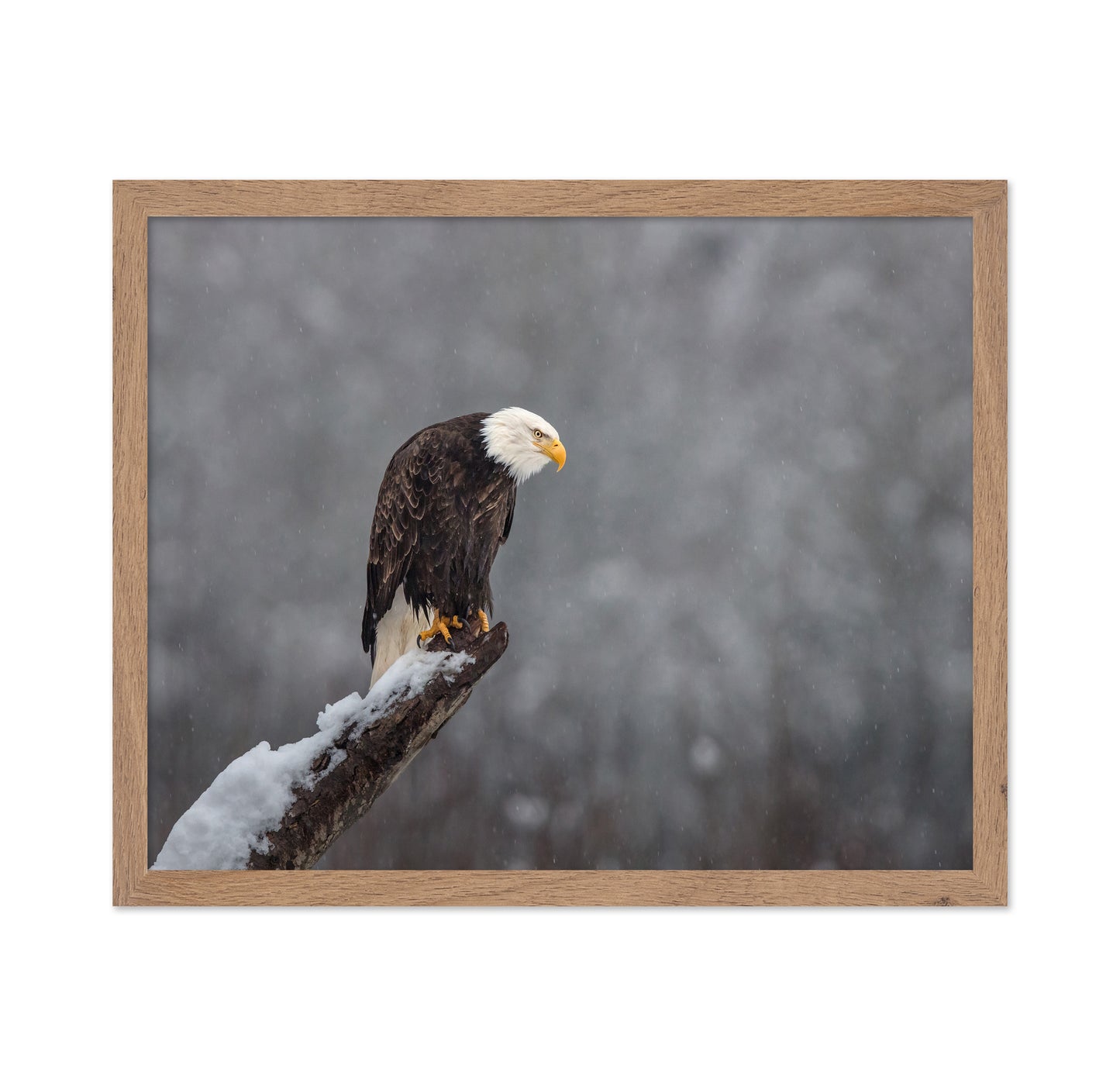 Snow On The Skagit